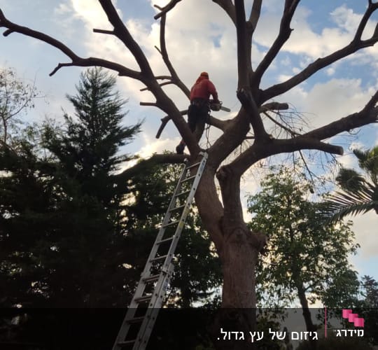 אדם על סולם גוזם עץ עם מסור חשמלי